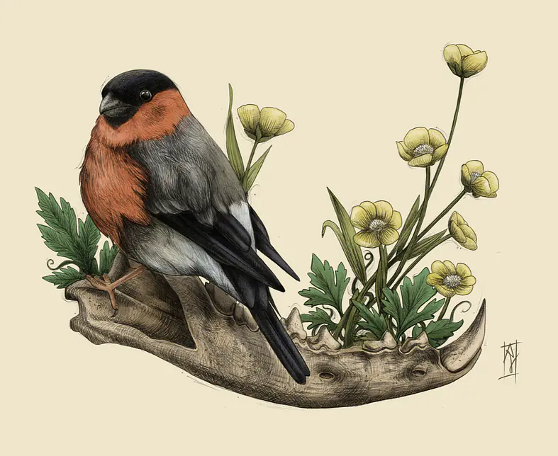 bullfinch_mandible_small.png