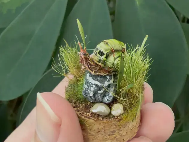 Miniatur Totenkopf Schnecke
