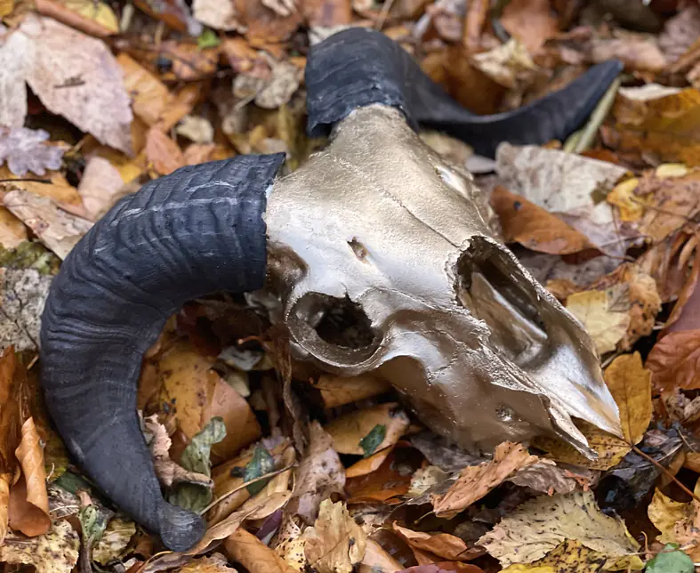 HORNS.jpg